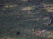 Grünnadelverlust_Borkenkäfer_2018_21