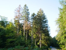 Borkenkäfer_2018