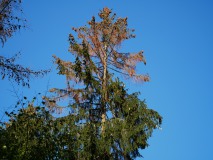 Borkenkäfer_2018