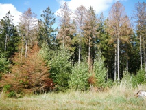 Borkenkäfer_2018