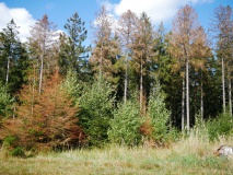 Borkenkäfer_2018