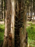 Waldschäden