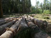 Waldschäden_2019_07_21