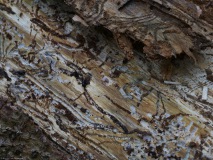 Waldschäden_2019_07_23