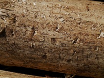 Waldschäden_Buchdrucker_2019_07_11