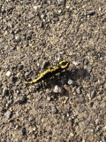 Feuersalamander_Weserbergland_Amphipbie