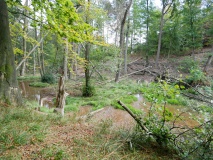 Biber im Hürtgenwald
