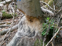 Biber im Hürtgenwald