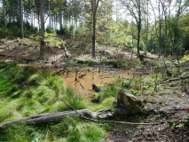 Biber im Hürtgenwald
