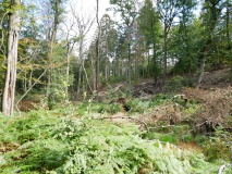 Biber im Hürtgenwald