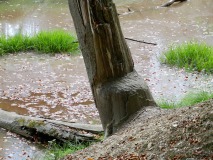 Biber im Hürtgenwald
