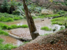 Biber im Hürtgenwald