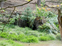 Biber im Hürtgenwald
