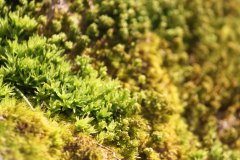IMG_8960