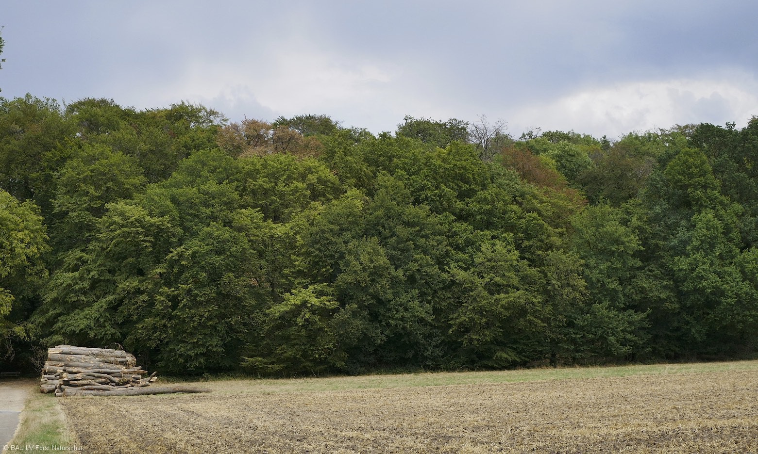 Waldschäden_Dürre_2018_2019_Teuto_Tecklenburg_Buche_150Jahre_Naturschutz_Verkehrssicherung_02