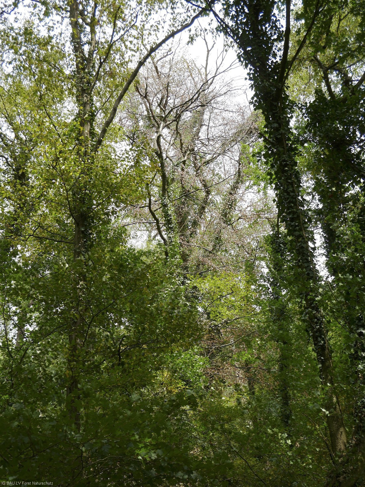 Waldschäden_Dürre_2018_2019_Teuto_Tecklenburg_Buche_150Jahre_Naturschutz_Verkehrssicherung_23