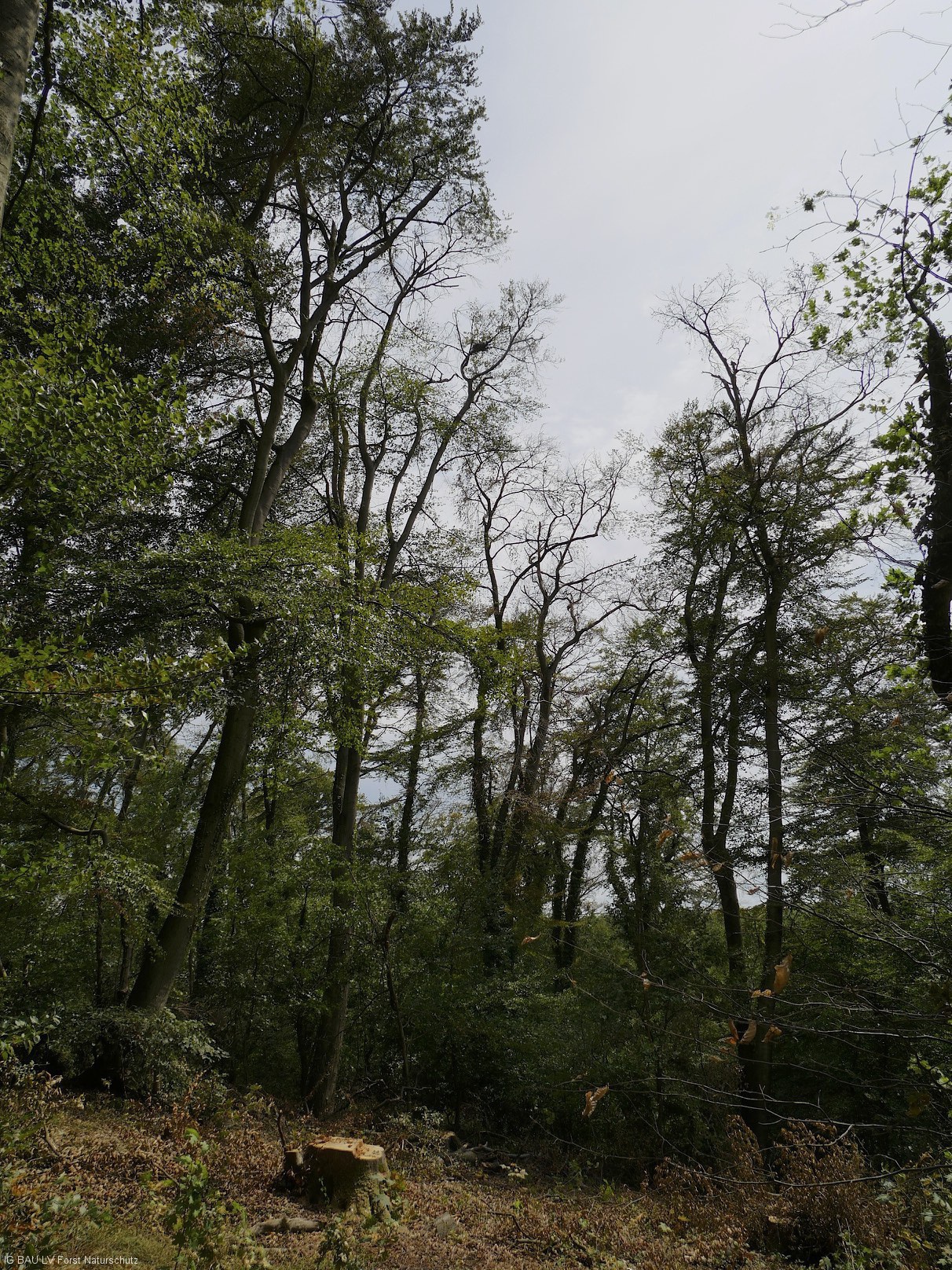 Waldschäden_Dürre_2018_2019_Teuto_Tecklenburg_Buche_150Jahre_Naturschutz_Verkehrssicherung_43
