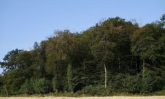 Buche_Südosthang_Braunerde_mäßig_frisch