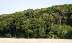 Buche_Südosthang_Braunerde_mäßig_frisch_1