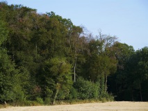 Buche_Südosthang_Braunerde_mäßig_frisch_2