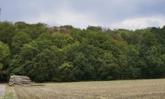 Waldschäden_Dürre_2018_2019_Teuto_Tecklenburg_Buche_150Jahre_Naturschutz_Verkehrssicherung_02