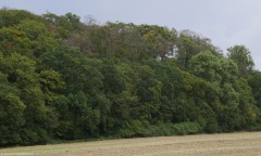Waldschäden_Dürre_2018_2019_Teuto_Tecklenburg_Buche_150Jahre_Naturschutz_Verkehrssicherung_03