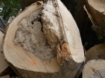 Waldschäden_Dürre_2018_2019_Teuto_Tecklenburg_Buche_150Jahre_Naturschutz_Verkehrssicherung_10