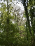 Waldschäden_Dürre_2018_2019_Teuto_Tecklenburg_Buche_150Jahre_Naturschutz_Verkehrssicherung_23