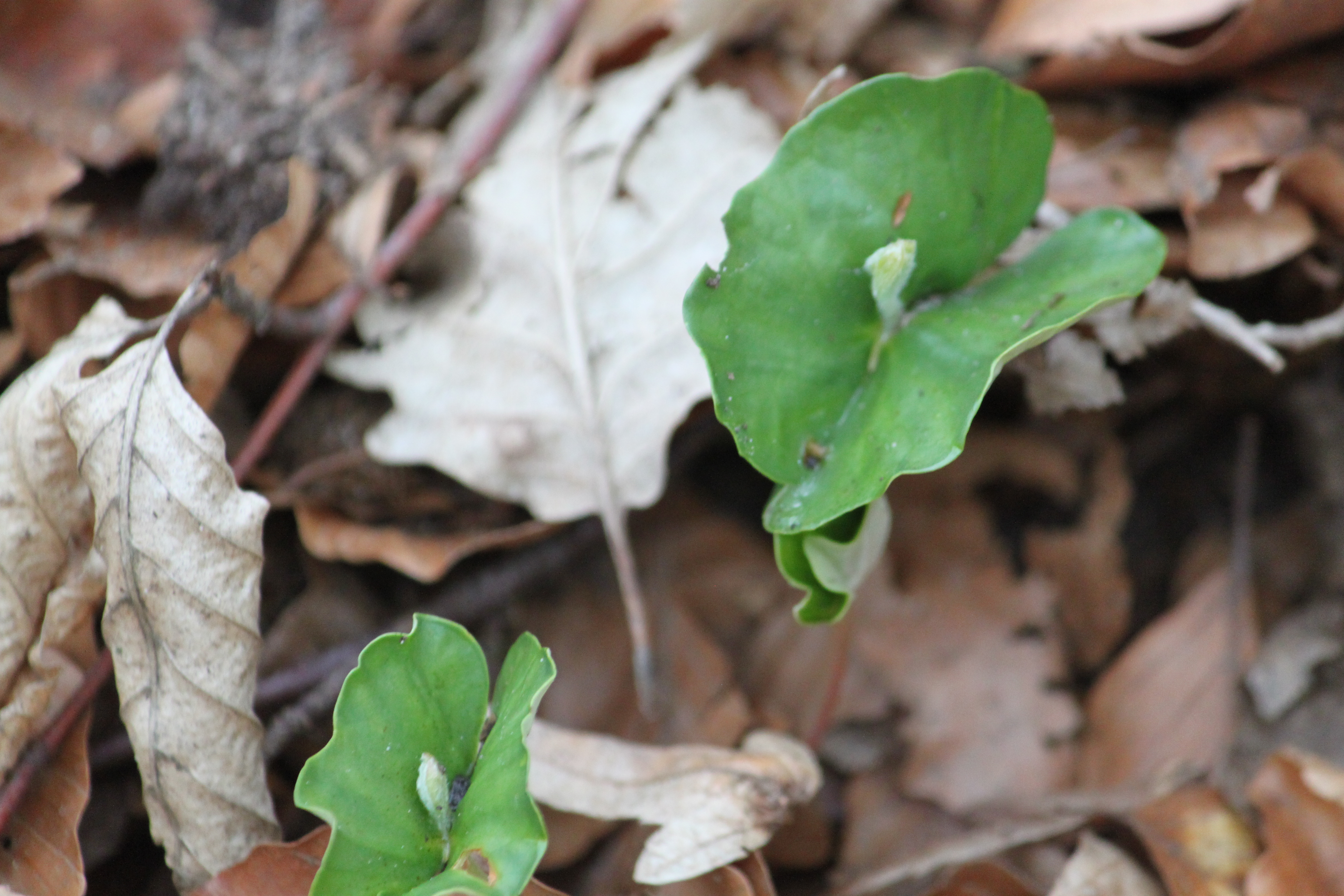 Waldbauerntag NRW in Werl am 04.09.2025