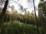 Anhörung zur Situation des Waldes im Deutschen Bundestag