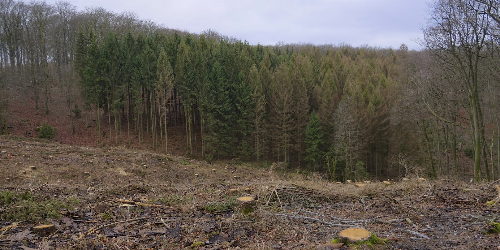 Schäden im Wald viel schlimmer als von der Politik befürchtet…..