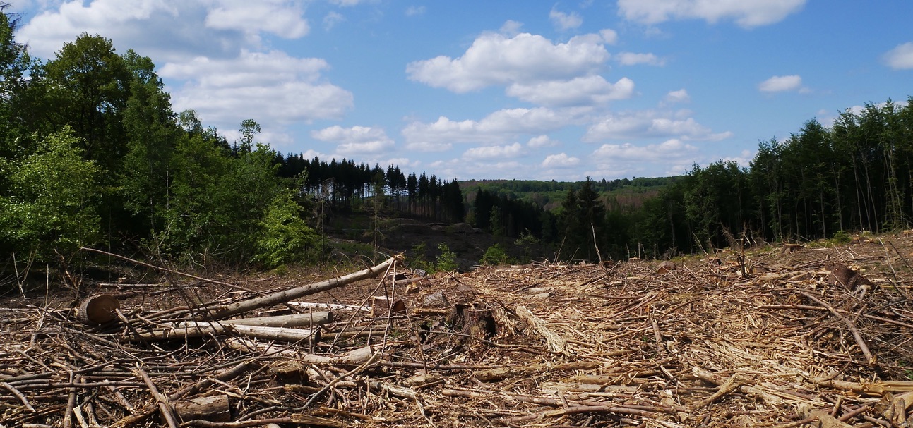 Anpassungen zum Klimaschutzgesetz reduzieren die CO2 Senke des Clusters Wald und Holz.