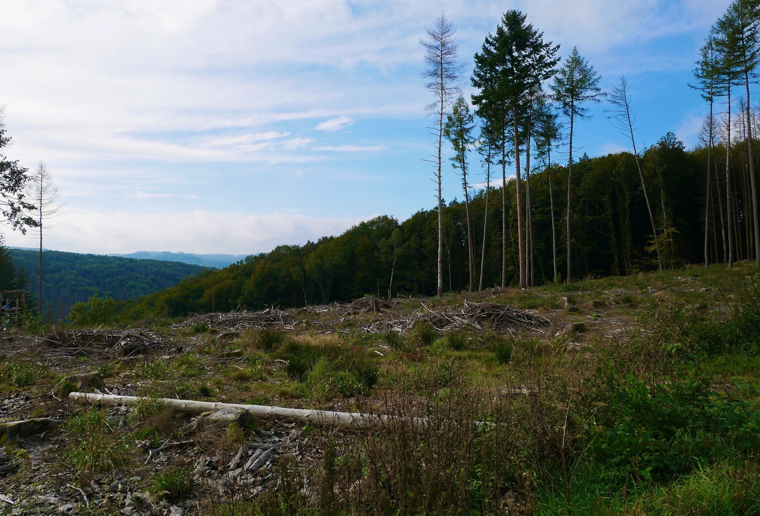 Wald ist Klimaschutz, Thementag mit der SPD Landtagsfraktion.