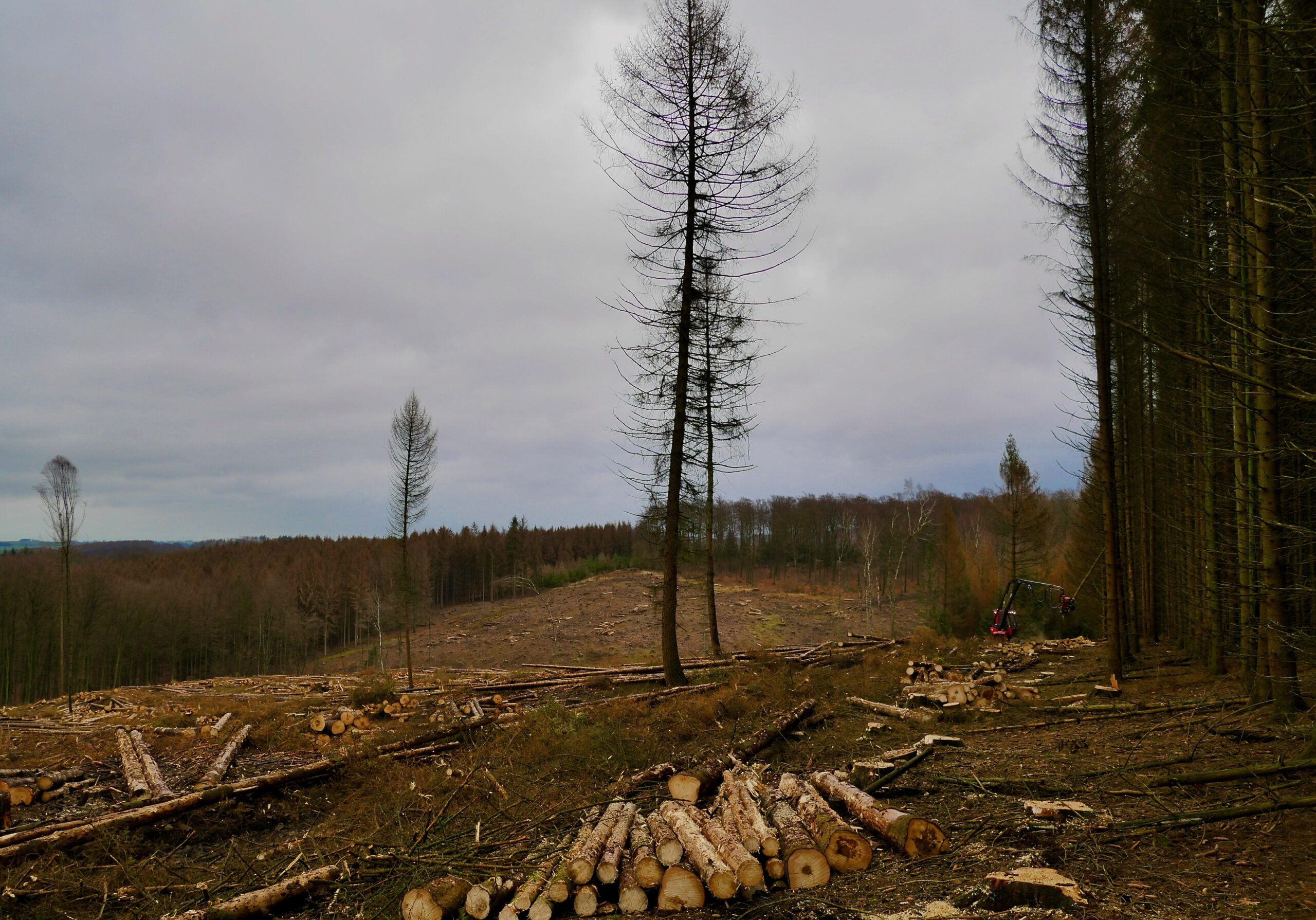 Arbeitsbelastung und Waldschäden im Zeichen des Klimawandels