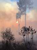 Waldbrand_2026_23